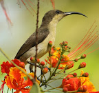 2011-12-18 Nature Trail @ Rabale Forest,Navi Mumbai Slideshow