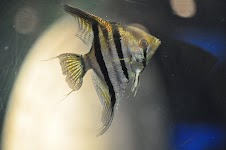 DSC_0255.JPG