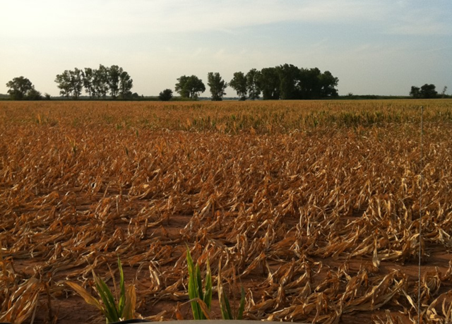 Dessicated corn field in Garvin County, Oklahoma, July 2011. oklahomafarmreport.com