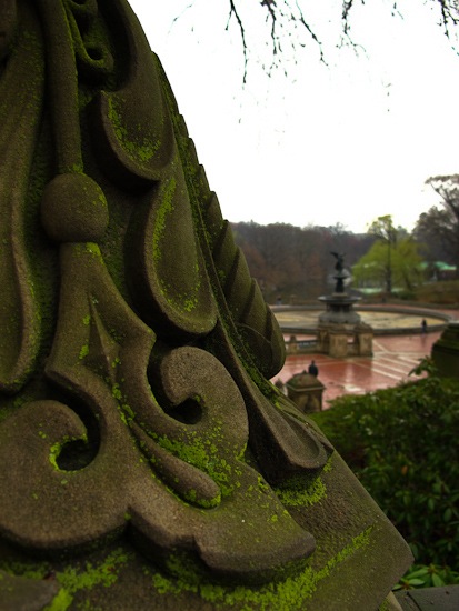 Moss in Central Park Moss in Central Park