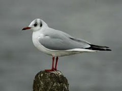 seagull