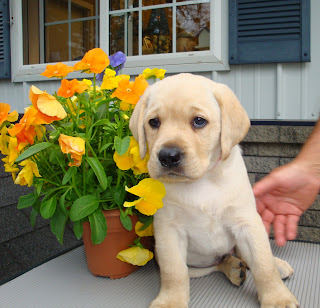 Mr. Red"Brewer"Shiner litter 2009