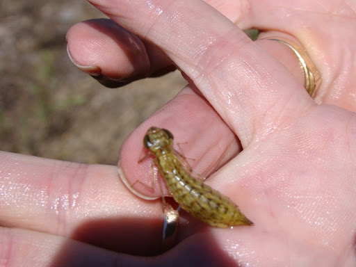 Dragonfly+larvae+water