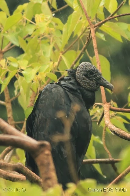 [IMG_9096%255B6%255D.jpg]