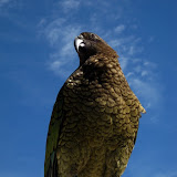 South Island - Milford Sound - Rainforest - Kea Parrot