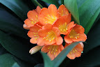 Clivias grow best where they receive bright daylight but little or no direct sun, as they burn easily.