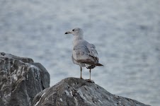 DSC_0155.JPG