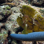 Yellow leaffish (Bangka Island)