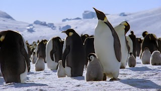 Pinguin (9).jpg Pinguin (9).jpg