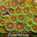 Zoanthus-nipple.jpg