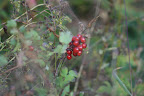 glacier_national_park_-_2009
