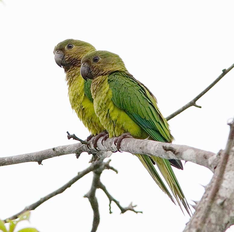 [aves2%255B4%255D.jpg]