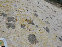 Dinosaur footprints at Dinosaur Ridge