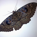 Owlet Moth