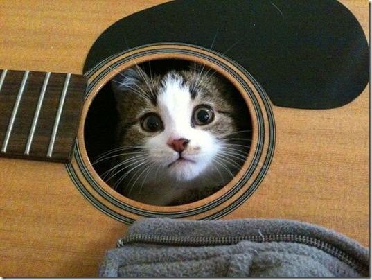 PUBLISHED by catsmob.com