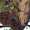 Honeycomb
