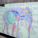 elephant anatomy at ueno zoo in Ueno, Tokyo, Japan