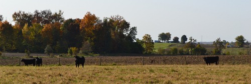 [cows%2520in%2520the%2520fall2%255B3%255D.jpg]