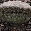 Kamień graniczny fortu 4a dsc06160.jpg