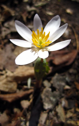 Blood root flowers blooming today
