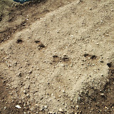 耕した後に動物の足跡