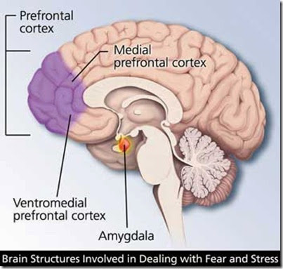 amygdala-prefrontal-cortex