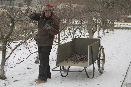 Hi, Chhewang. You seem to be doing a fine job pruning the espalier of apple trees, following Danny's tutelage. Hi, Chhewang. You seem to be doing a fine job pruning the espalier of apple trees, following Danny's tutelage.