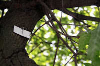 Numbered trees
