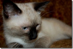 ziggy15