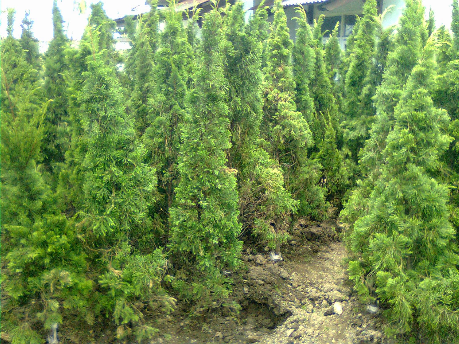 Jual Pohon Cemara Kipas Murah | Tukang Taman Minimalis Murah Dan Jual