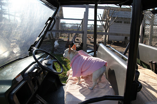 Franny, it's so sad to visit the yard where the turkeys used to live.  Remember what they told us before Thanksgiving?