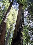 california_sequoia