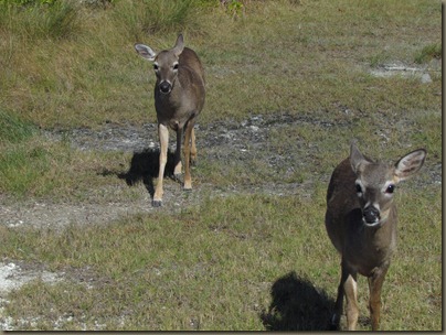 Key Deer of Big Pine Key