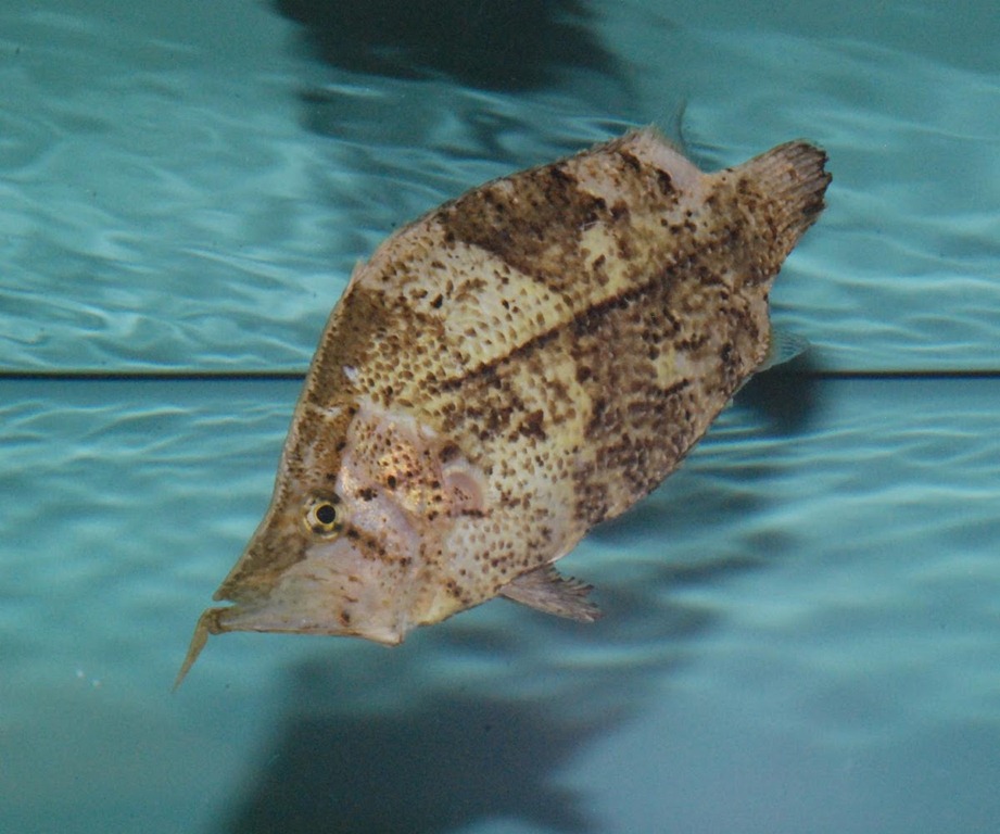 [Leaf%2520Fish%252001%255B5%255D.jpg]