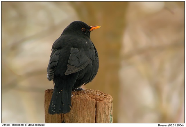 [blackbird%255B3%255D.jpg]