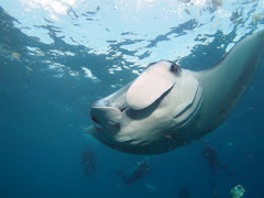 Manta point 2, Nusa Penida Manta point 2, Nusa Penida