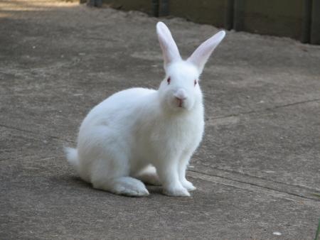 [white-rabbit-1%255B2%255D.jpg]