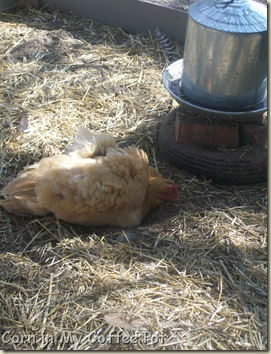Audrey-- dirt bath-- Chicken Coop 013