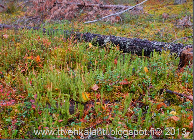 sienimetsällä 038 sienimetsällä 038