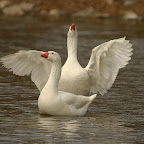 Ducks & Geese