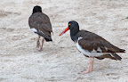 american_oystercatcher.jpg