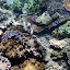 Many Colors of Coral In The Great Barrier Reef - Oak Beach, Australia