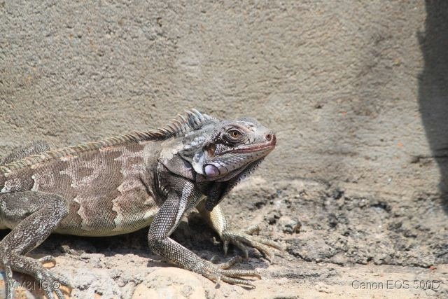 [IMG_2909%255B4%255D.jpg]