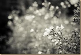 My Own Universe: BLACK AND WHITE FLOWERS