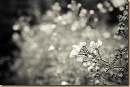 black and white flower