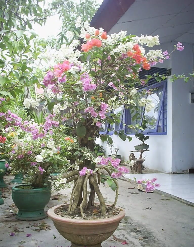 Pohon Bougenville Bonsai Bougenville Bunga Kertas Jasa Pohon Bougenville Bonsai Bougenville Bunga Kertas Jasa