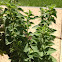 Oregano