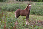 Bukett september 2010 3 månader