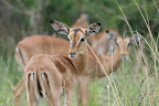 Impala.
