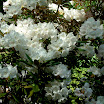 Gleaner Gardens 027.JPG